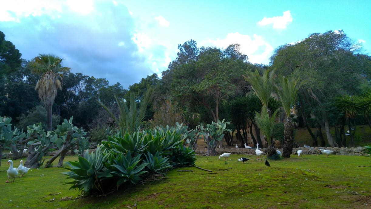Villa Niscemi - aves del parque