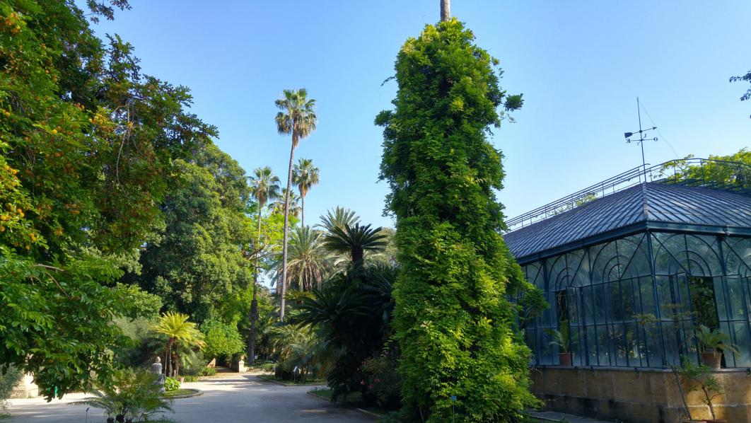 Serra Carolina en el Sector experimental y de las plantas útiles del Orto Botanico